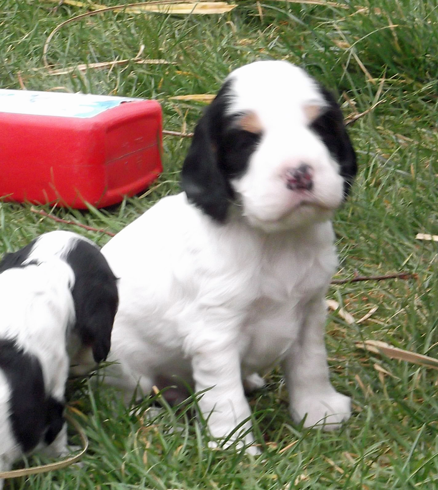 Dscf8993 - Cassalwood Cocker Spaniels